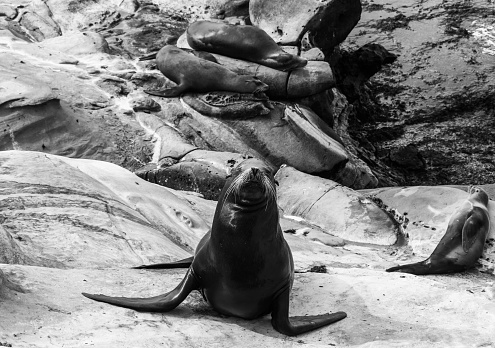 Black and white of the sea lions on the cliff at La Jolla Cove in San Diego, California, The United States of America