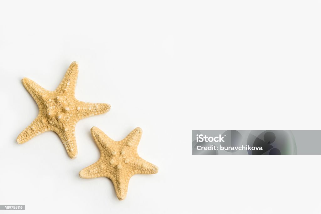 Étoiles de mer isolé sur fond blanc - Photo de Coquillage libre de droits