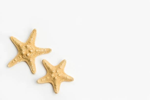 étoiles de mer isolé sur fond blanc - starfish underwater sea fish photos et images de collection