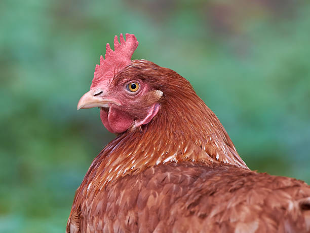 Chicken (Gallus gallus domesticus) Closeup portrait of a red domestic Chicken with a blurred green background gallus gallus domesticus stock pictures, royalty-free photos & images