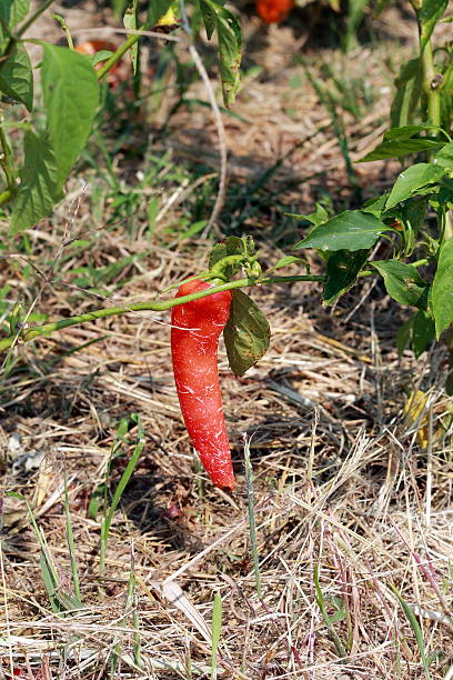 istock Red hot pepper growing in garden 489756044