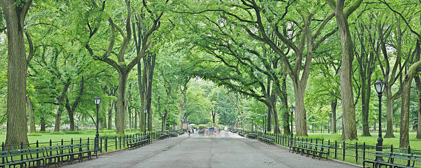 istock Central Park Mall - Summer - New York 489756936