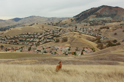 A big dog looks at the landscape above the bay area suburbs in Concord, California