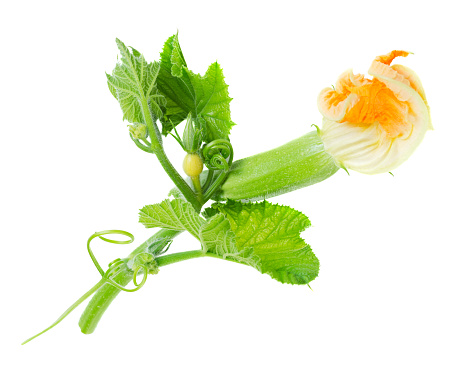 Baby zucchini with flower isolated