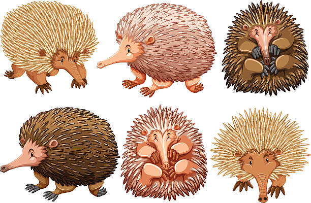 Brown and pink echidnas on white Brown and pink echidnas on white	 illustration echidna stock illustrations