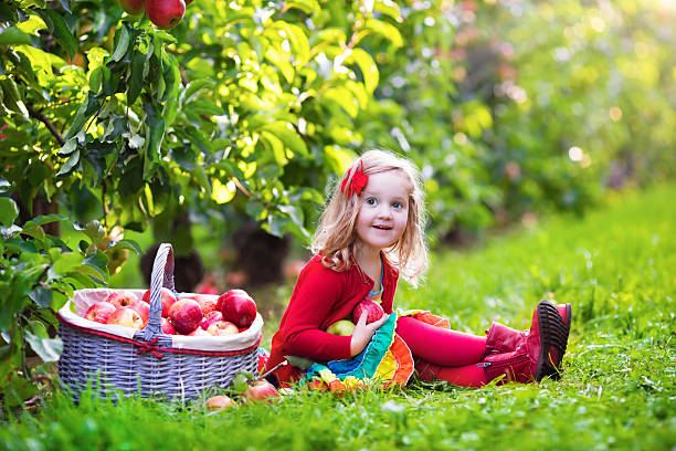маленькая девочка, выбора яблок из дерева в фруктовый сад - apple eating little girls green стоковые фото и изображения