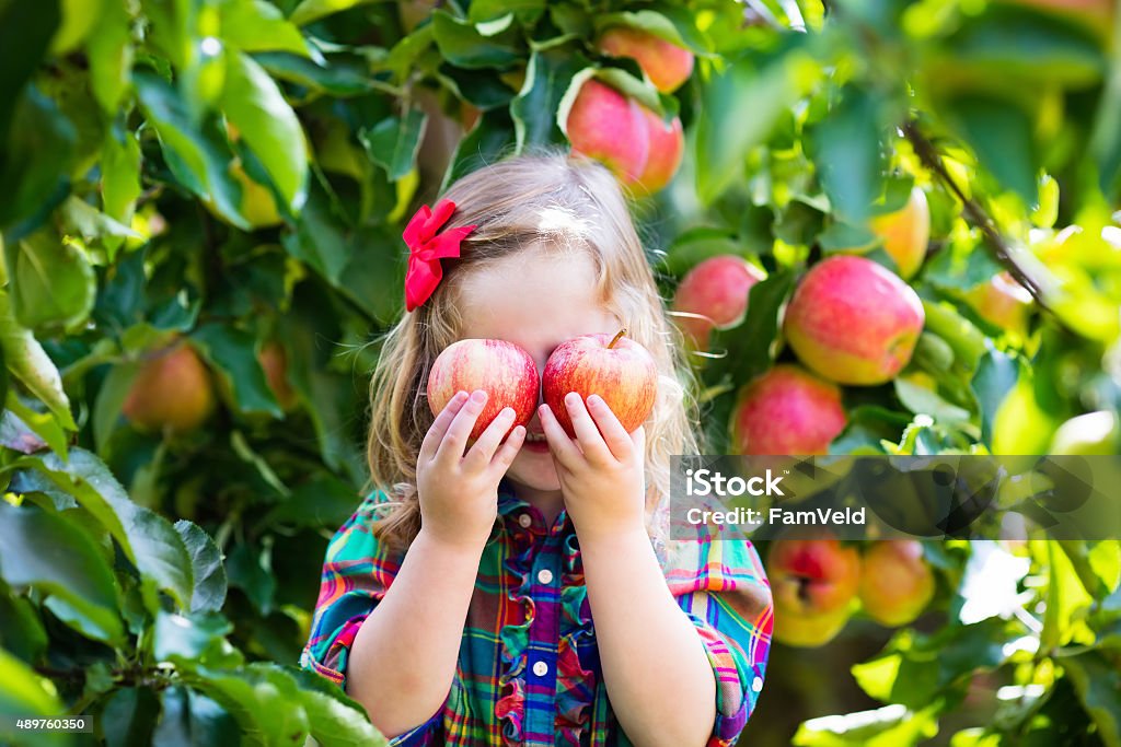 Petite fille de cueillette de pommes dans un verger d'arbres - Photo de Pomme libre de droits