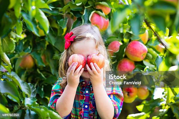 Photo libre de droit de Petite Fille De Cueillette De Pommes Dans Un Verger Darbres banque d'images et plus d'images libres de droit de Pomme