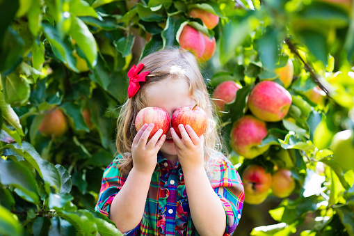 Little girl picking apples from tree in a fruit orchard