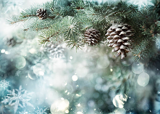 branche de sapin avec cônes de pin et de flocons de neige - pomme de pin photos et images de collection