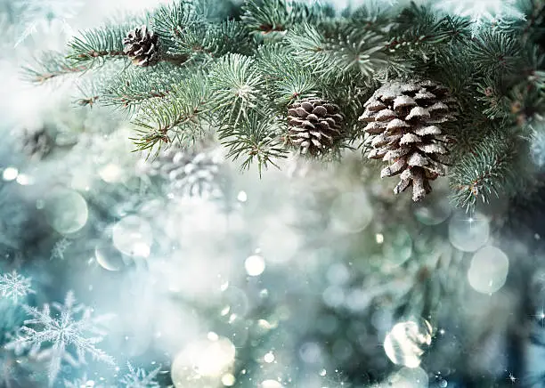 Photo of Fir Branch With Pine Cone And Snow Flakes