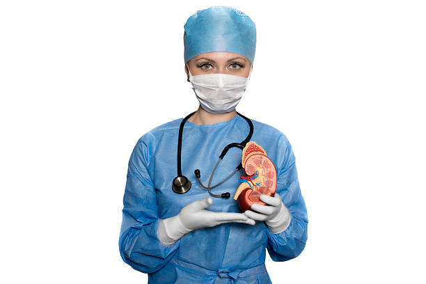 Kidney model in the hands of the doctor Female surgeon holding a model of a human kidney kidney failure photos stock pictures, royalty-free photos & images
