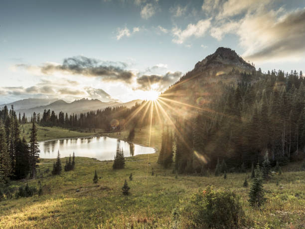 mt.rainier в закате - wilderness area usa tree day стоковые фото и изображения