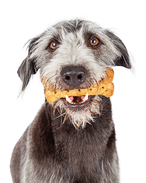 istock Dog Holding Bone Treat in Mouth 489764354