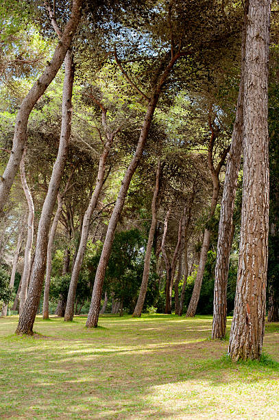 istock Pine trees in green garden 489764572