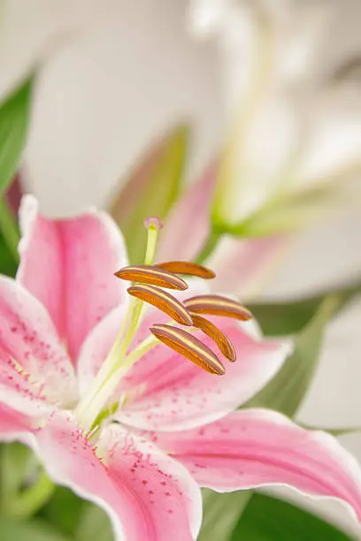 Photo of Pastel pink lily flower