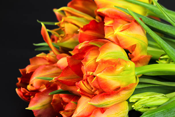 Pile of vibrant orange and yelllow fresh cut parrot tuilps with dark background.