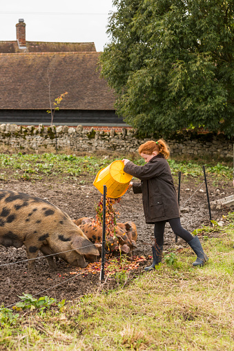 Young girl feeding vegetable scraps to pigs on an organic farm in rural England