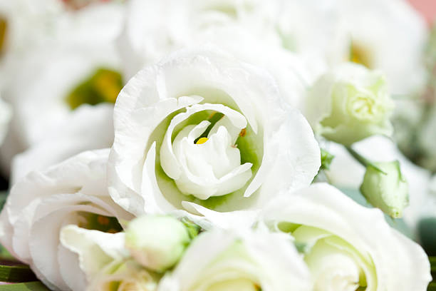 istock Bouquet of white roses 489772103
