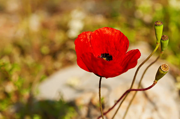 fiore di papavero - poppy retro revival old fashioned macro foto e immagini stock