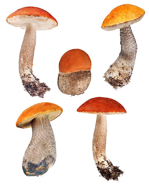 istock set of orange-cap boletus isolated on white 489772133