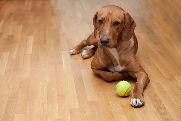 Dog waiting to play