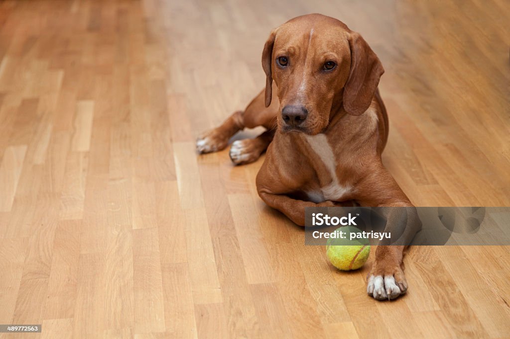 Dog waiting to play Dog waiting to play in house Dog Stock Photo