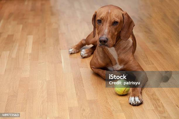 Dog Waiting To Play Stock Photo - Download Image Now - Dog, Hardwood Floor, Wood Laminate Flooring