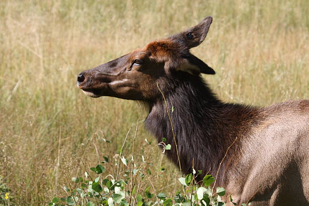 istock Elk - Rocky Mountain National Park, Colorado 489772857