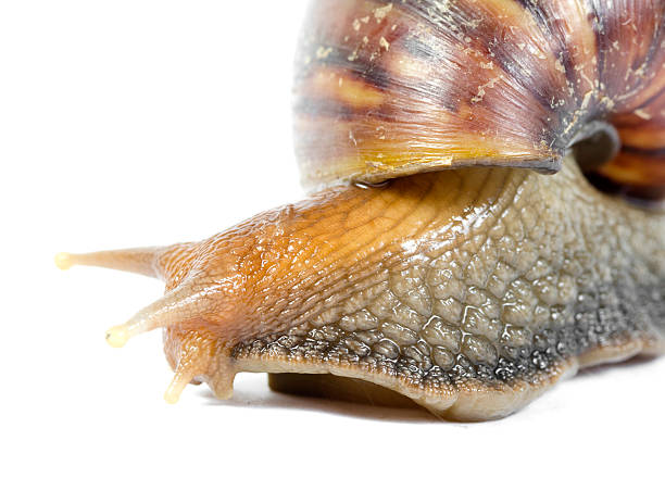 istock Giant African snails isolated on white with clipping path 489772877