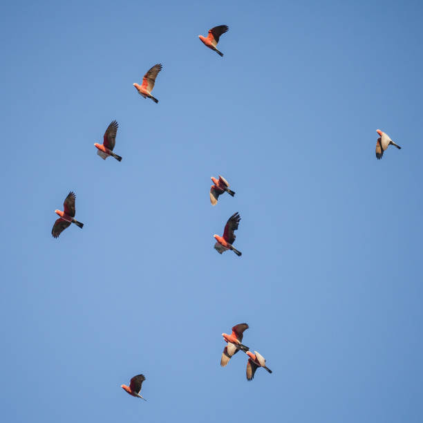 istock Flock of Australian Galahs Flying 489773271
