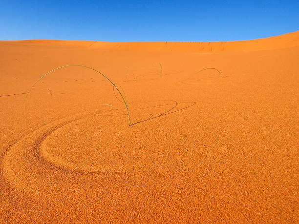istock Sand dunes of Erg Chebbi 489773581