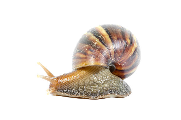 istock Giant African snails isolated on white with clipping path 489773599