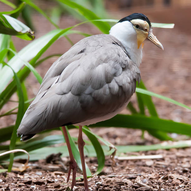 istock The Masked Lapwing (Vanellus miles),previously known as the Mask 489774507