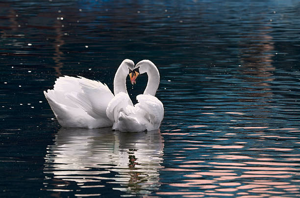 Swans on the lakeside promenade, at sunset, in Lugano, Ticino, Switzerland