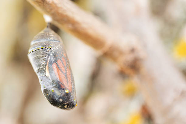 istock Monarch Butterfly Cocoon Six Minutes Before Emerging 489775322