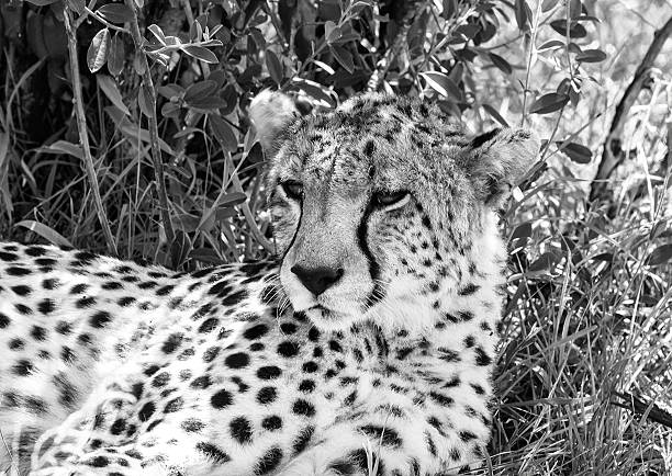 istock Cheetah - portrait / camouflage 489775409