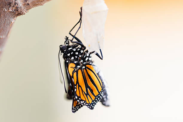 istock Monarch Butterfly One Minute After Emerging From Cocoon 489775482
