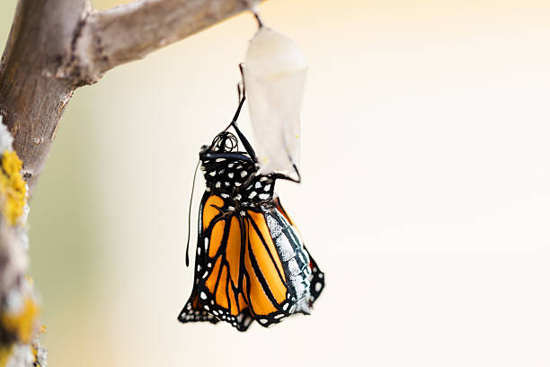 istock Monarch Butterfly Two Minutes After Emerging from Cocoon 489775506