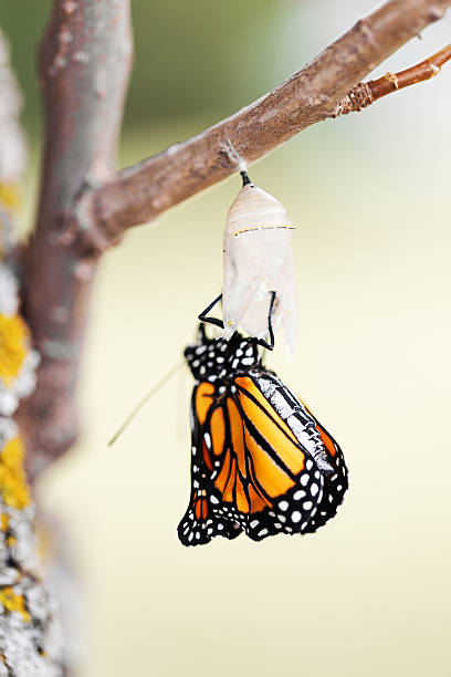 istock Monarch Butterfly Three Minutes after Emerging from Cocoon 489775546