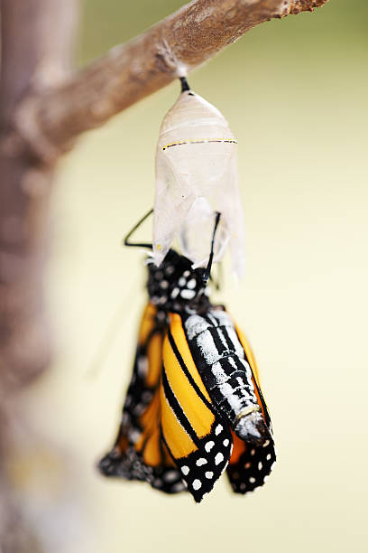 istock Monarch Butterfly Three Minutes after Emerging from Cocoon 489775586