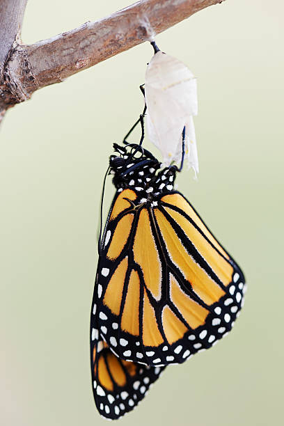 istock Monarch Butterfly Seven Minutes after Emerging from Cocoon 489775618