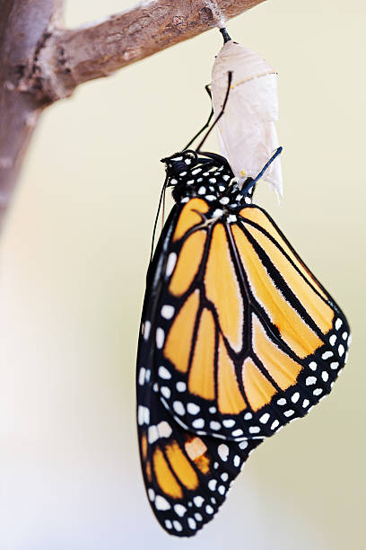 istock Monarch Butterfly Twelve Minutes after Emerging from Cocoon 489775664