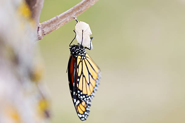 istock Monarch Butterfly Thirteen Minutes after Emerging from Cocoon 489775688