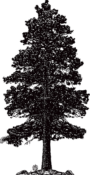 One Ponderosa Pine Tree silhouette line art. Isolated on white.