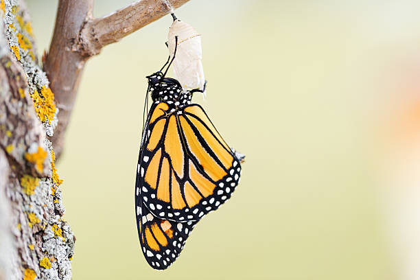 mariposa monarca 17 minutos después de la aparición de crisálida - formas cambiantes fotografías e imágenes de stock