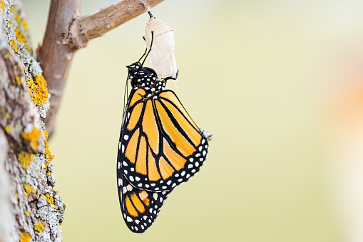 Monarch butterfly seventeen minutes after emerging from the cocoon.