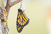 Monarch Butterfly Seventeen Minutes after Emerging from Cocoon