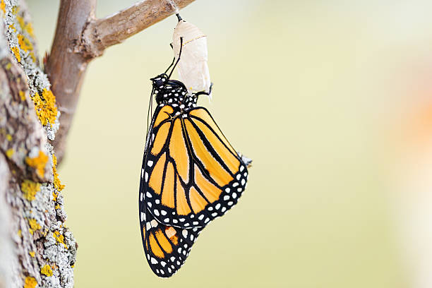 Monarch Butterfly Seventeen Minutes after Emerging from Cocoon stock photo