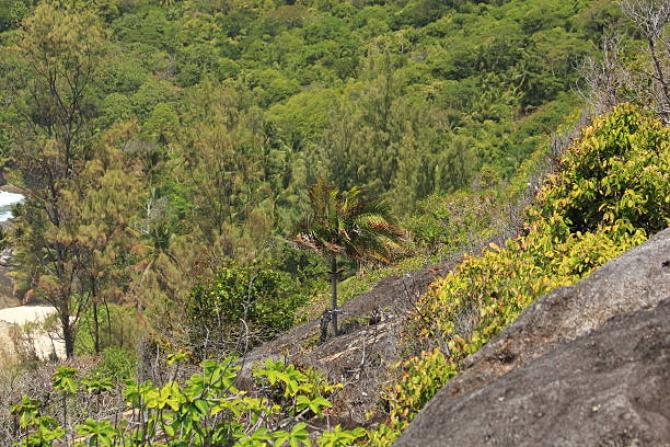 istock Small palm tree on the side of a hill 489775843